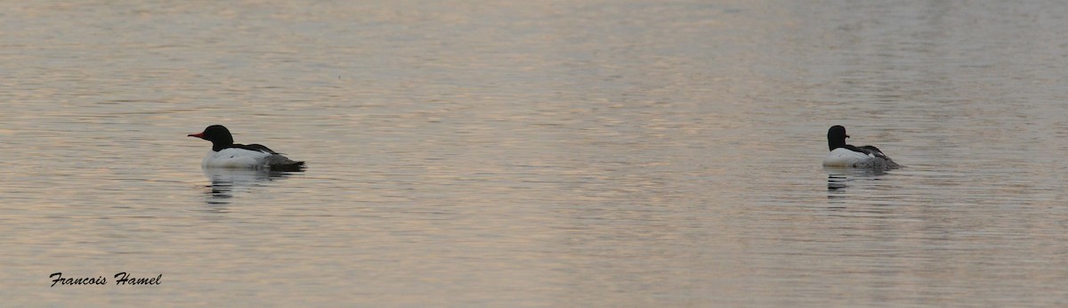 Common Merganser - ML27099961