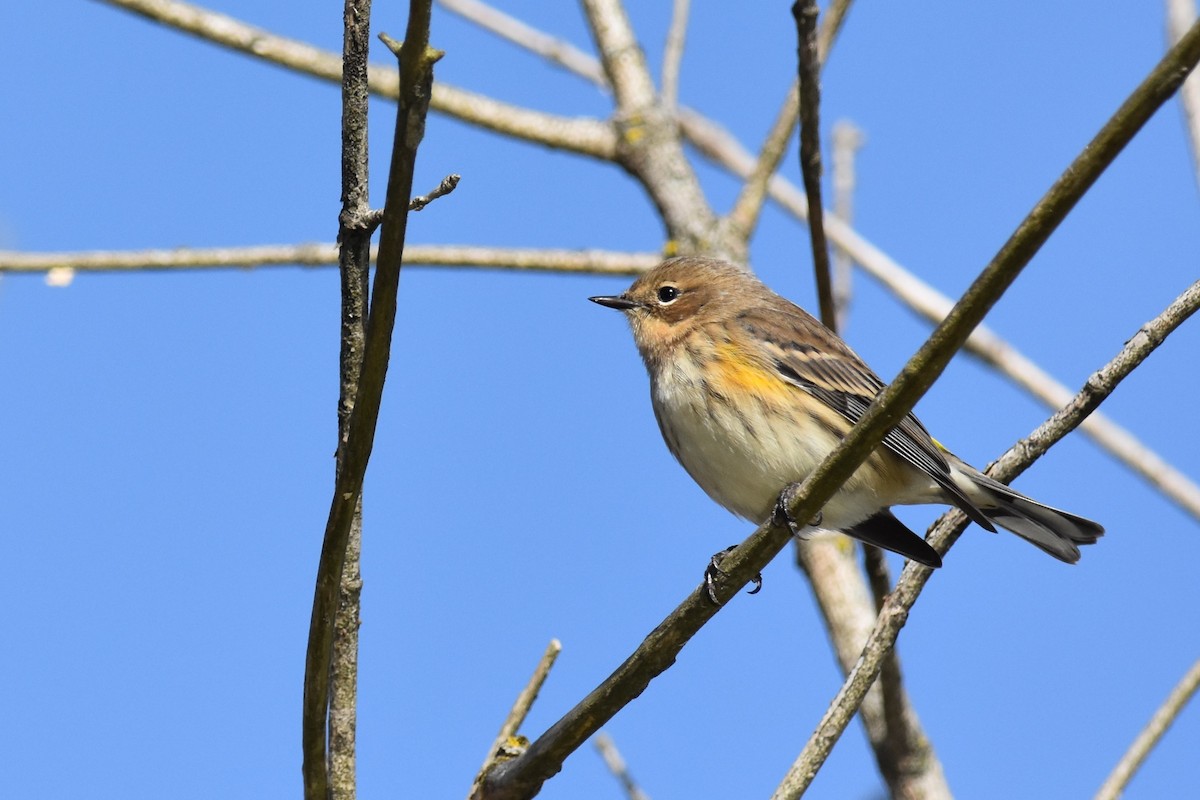 Yellow-rumped Warbler - Kazumi Ohira