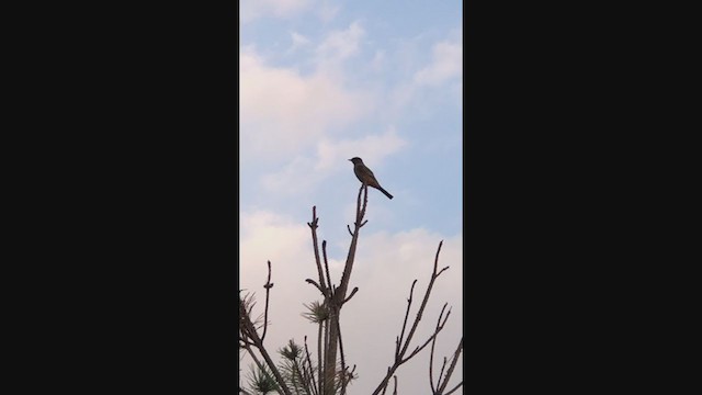 Say's Phoebe - ML271000831