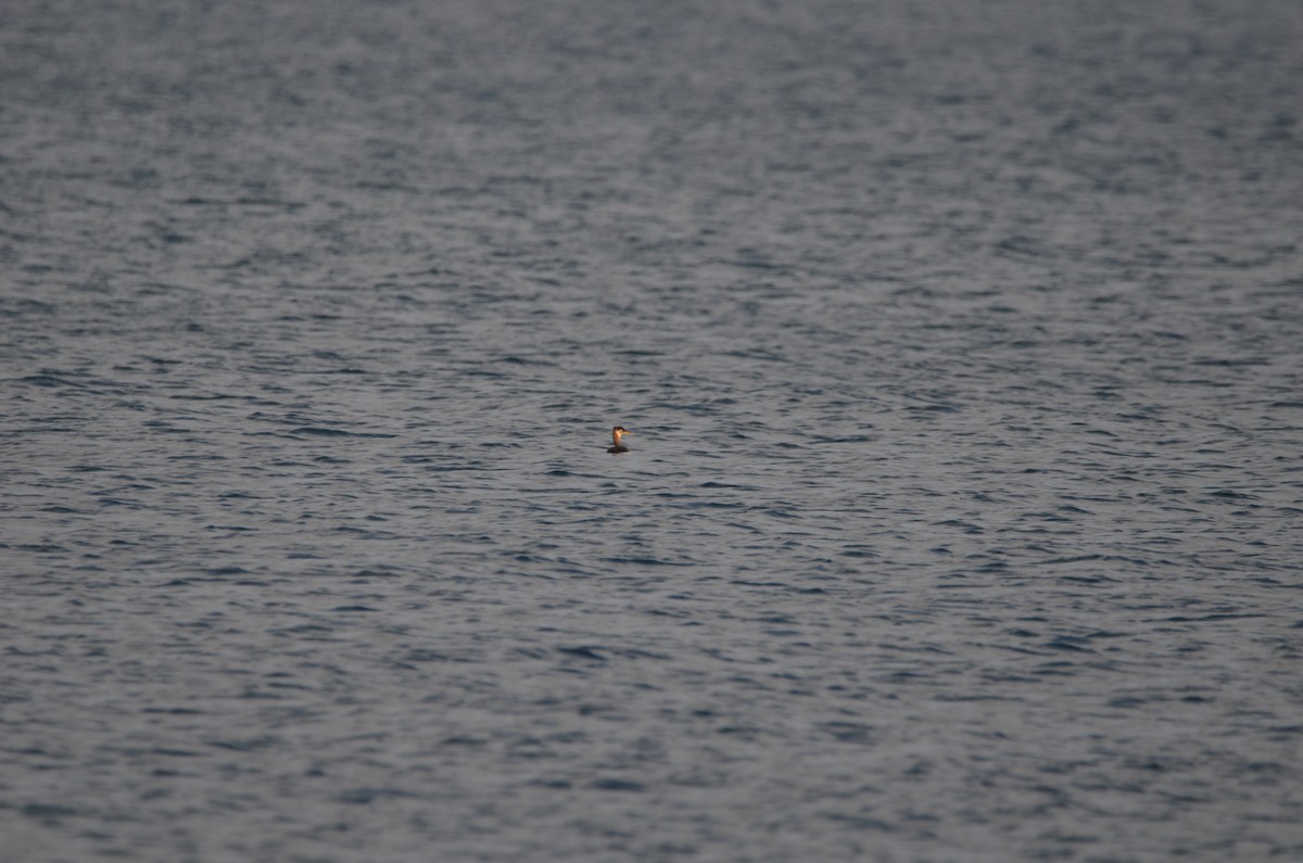 Red-necked Grebe - Andrew Jacobs