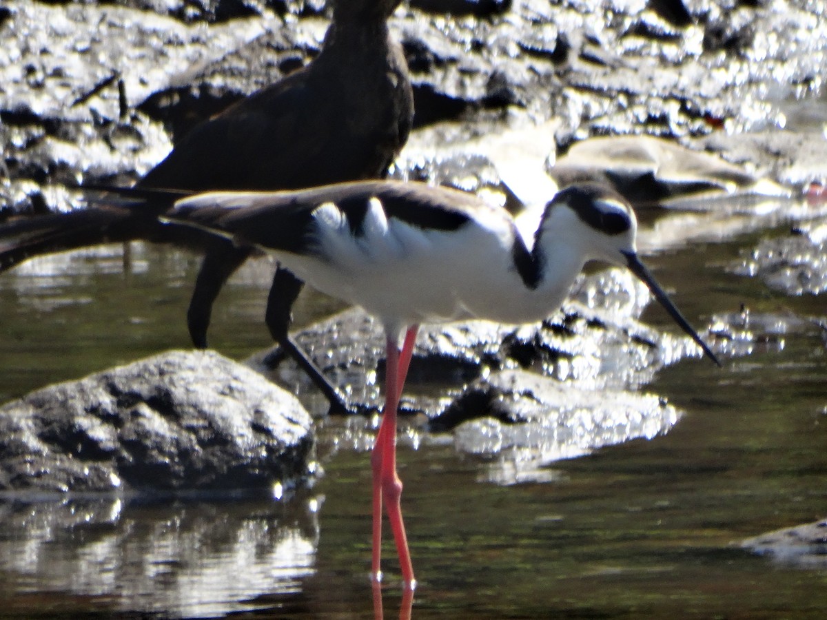 Black-necked Stilt - ML271001961