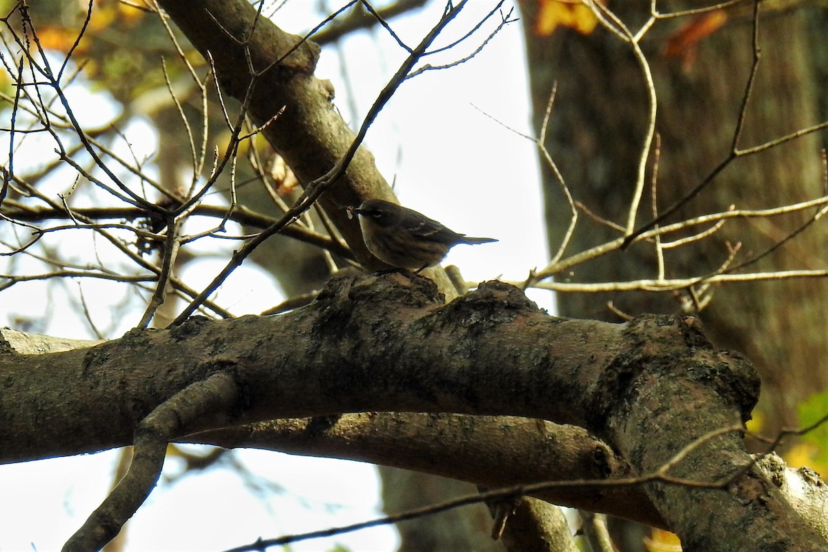 Yellow-rumped Warbler - ML271002201