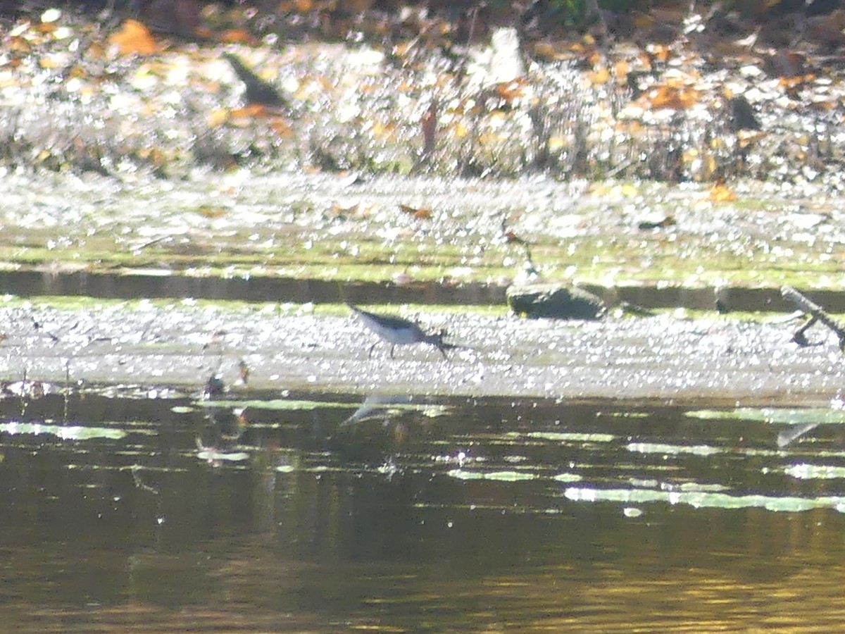 Solitary Sandpiper - ML271002241