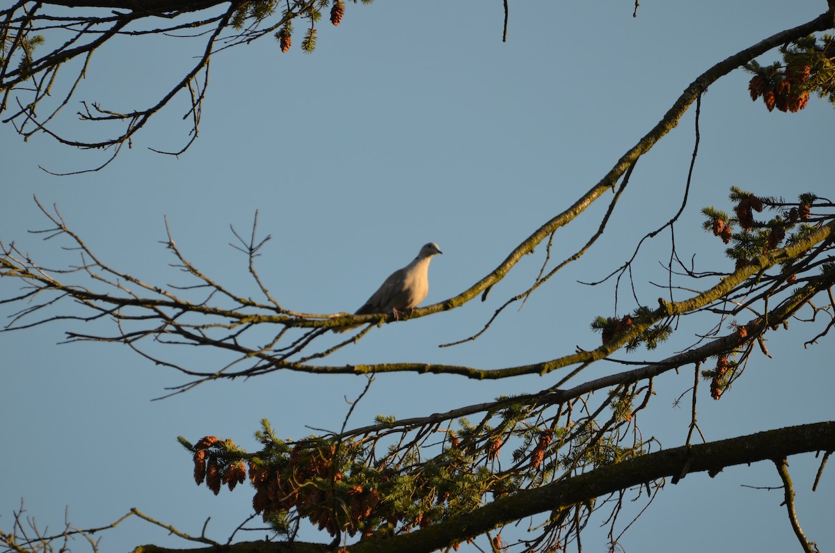 Eurasian Collared-Dove - Andrew Jacobs