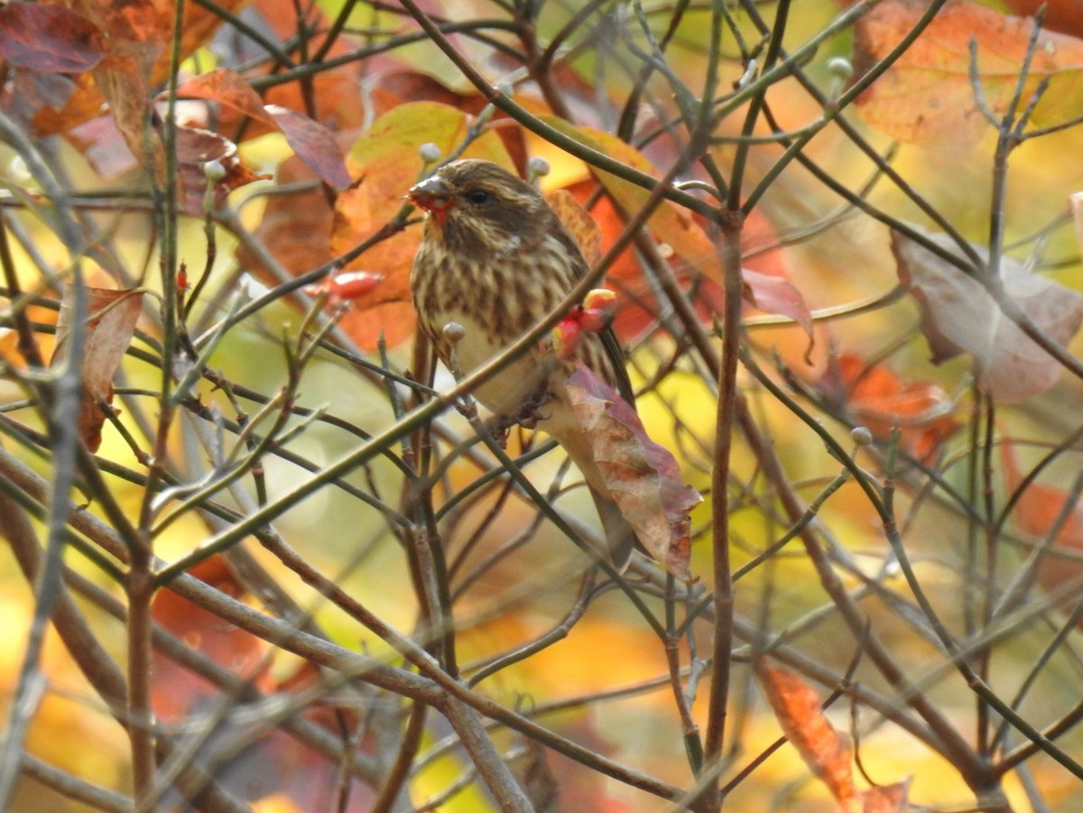 Purple Finch - ML271002731