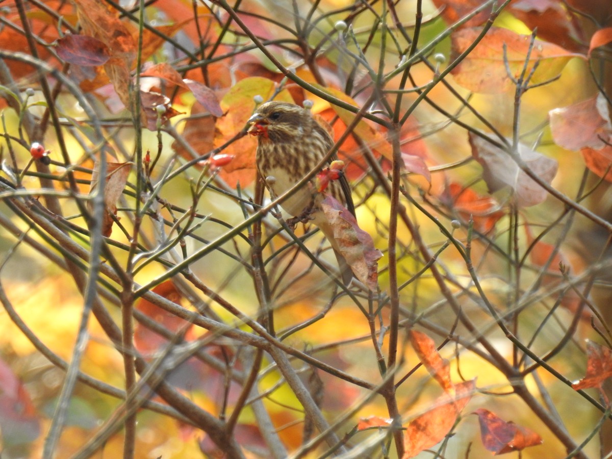 Purple Finch - ML271003031