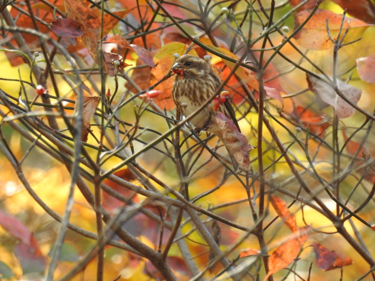 Purple Finch - ML271003051