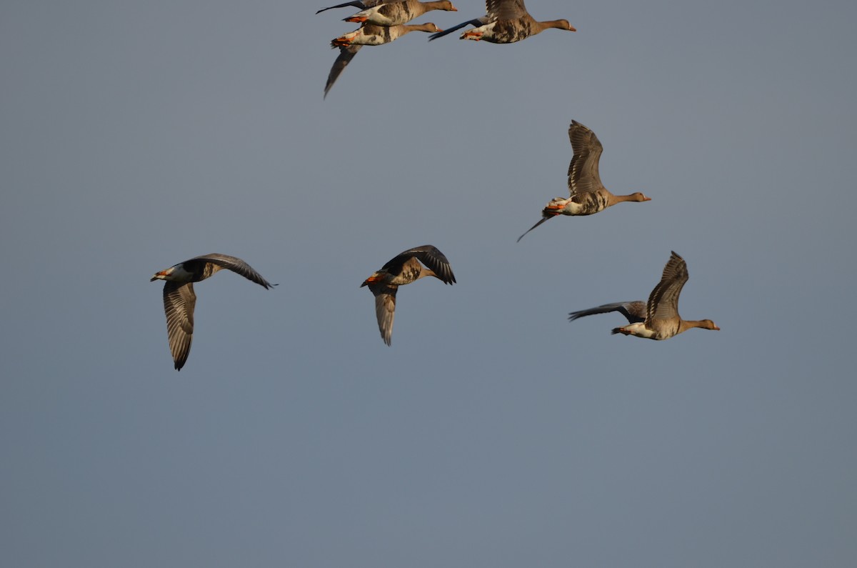 Greater White-fronted Goose - Andrew Jacobs