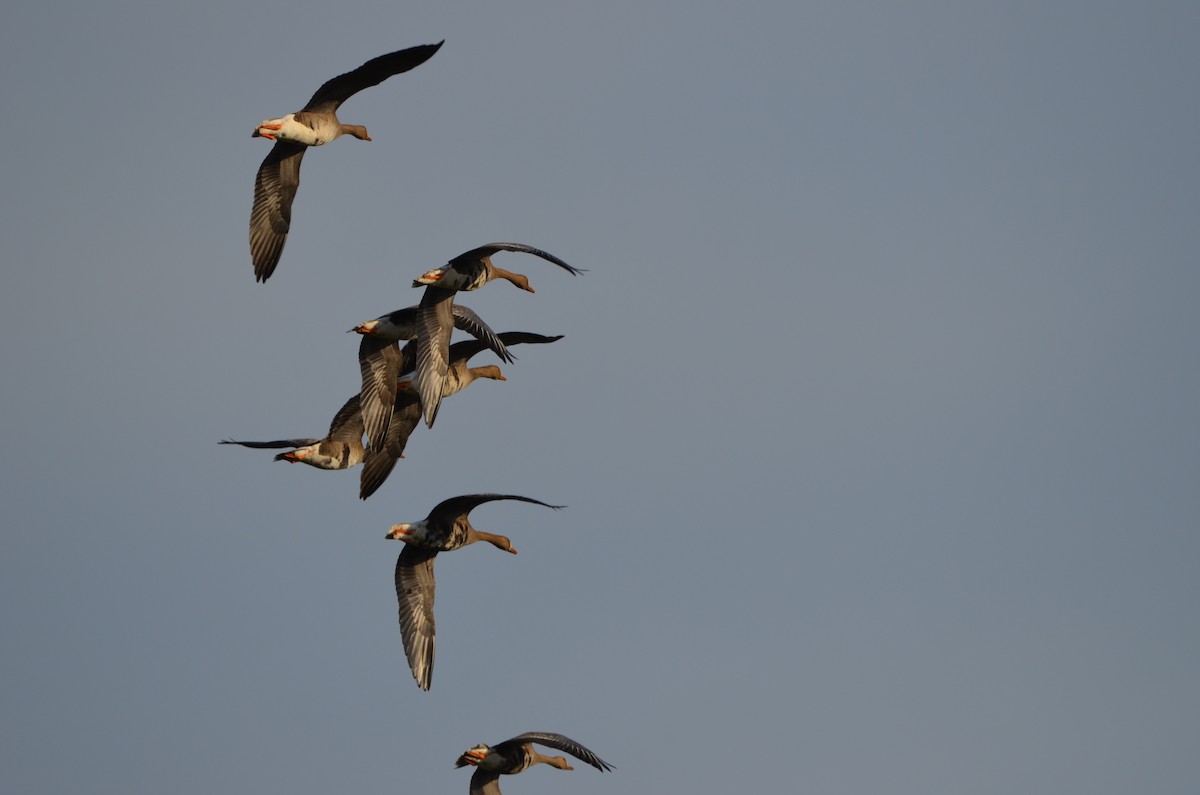 Greater White-fronted Goose - ML271003131