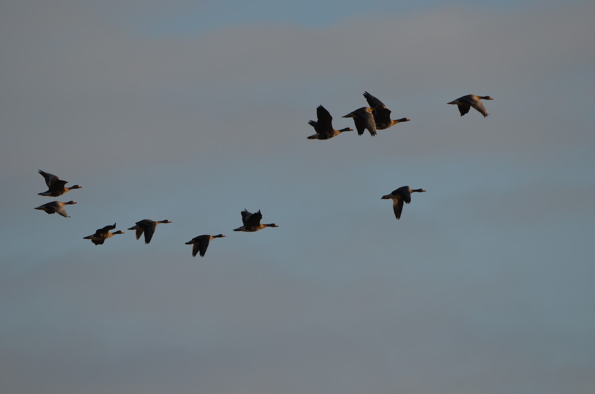 Greater White-fronted Goose - ML271003151