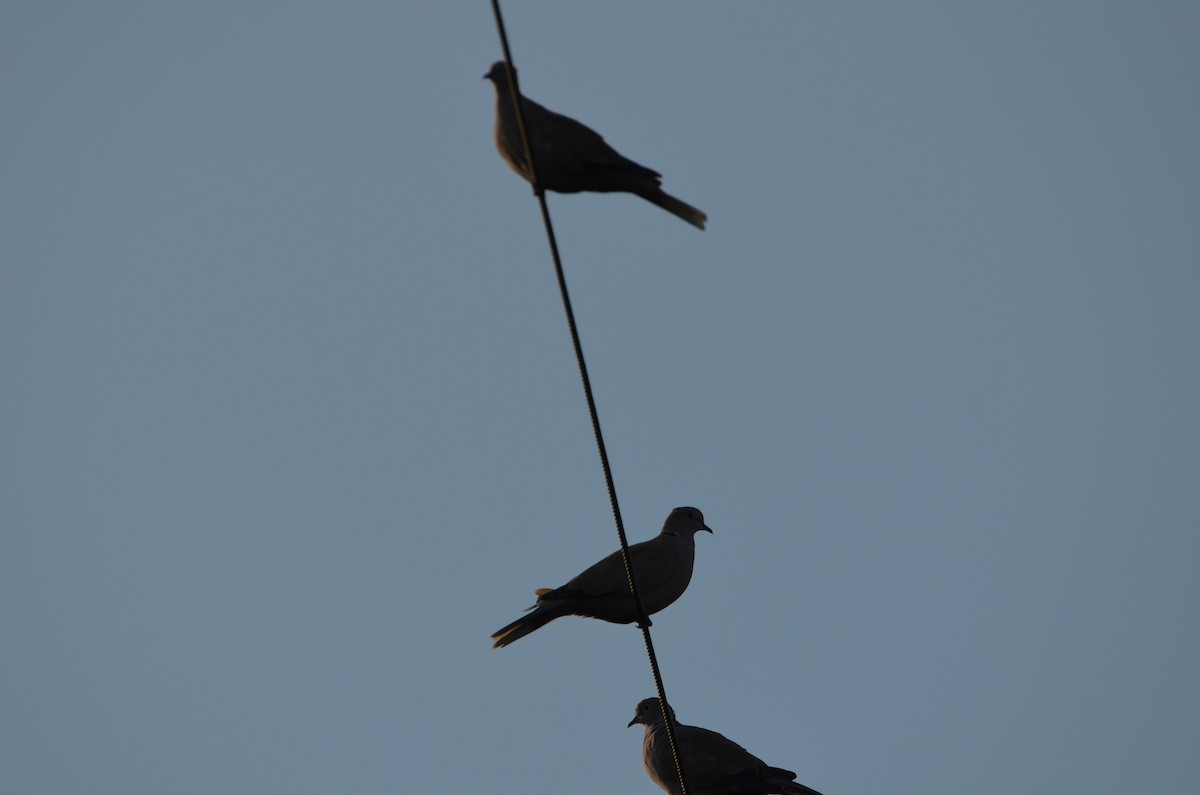 Eurasian Collared-Dove - Andrew Jacobs