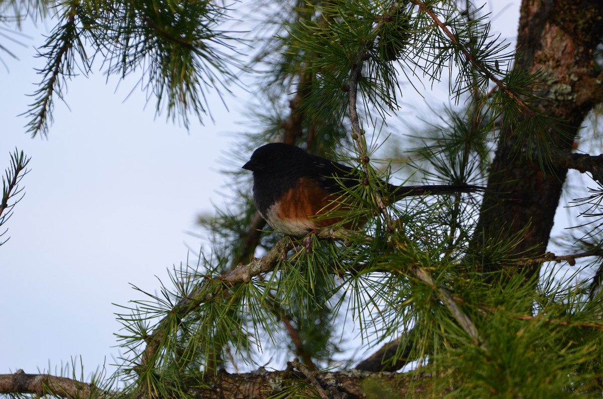 Spotted Towhee - Andrew Jacobs