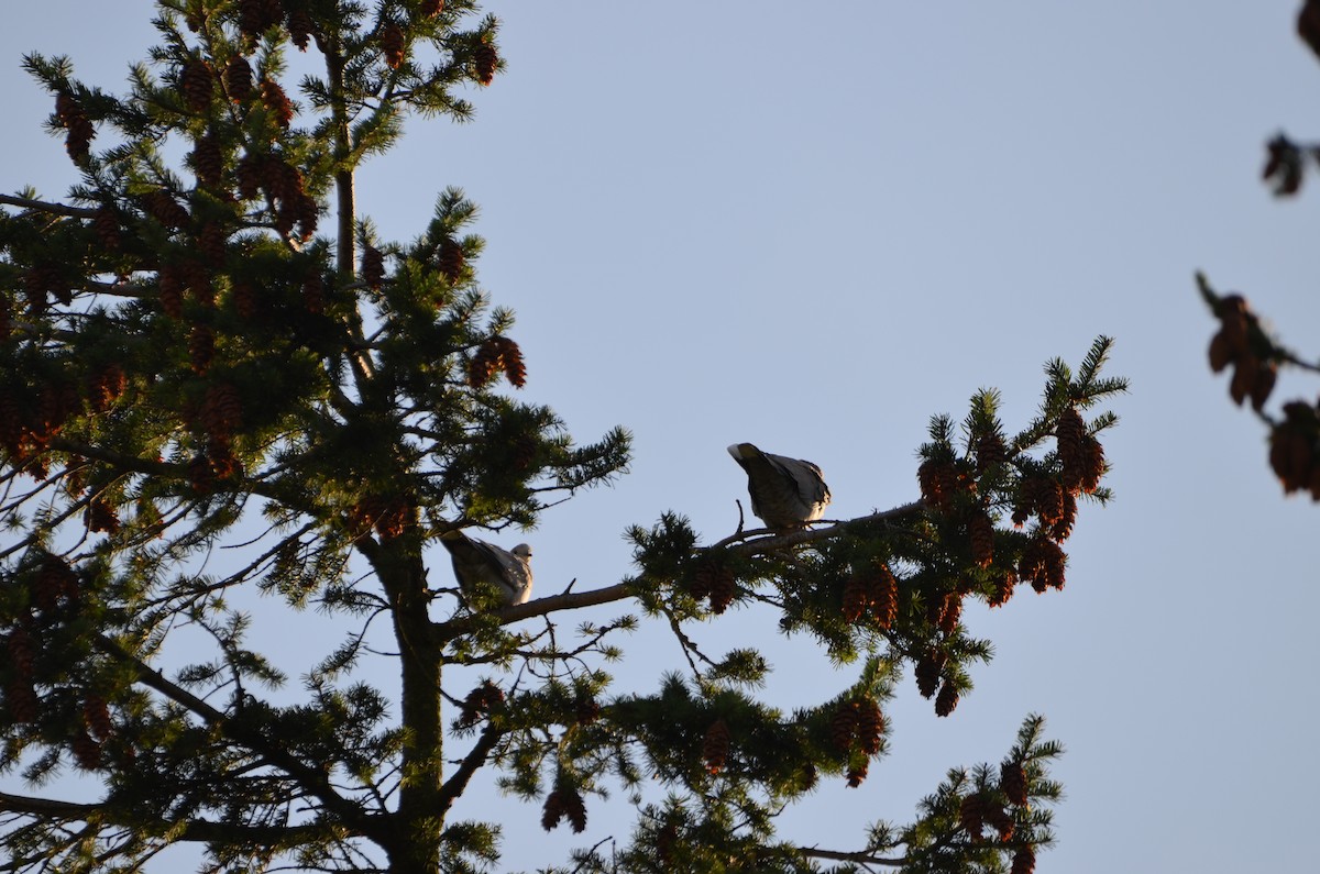 Eurasian Collared-Dove - Andrew Jacobs