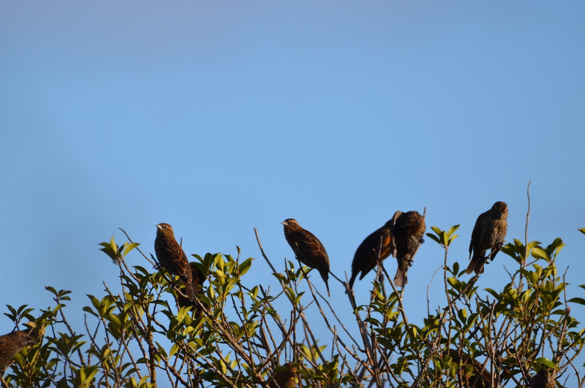 Red-winged Blackbird - Andrew Jacobs