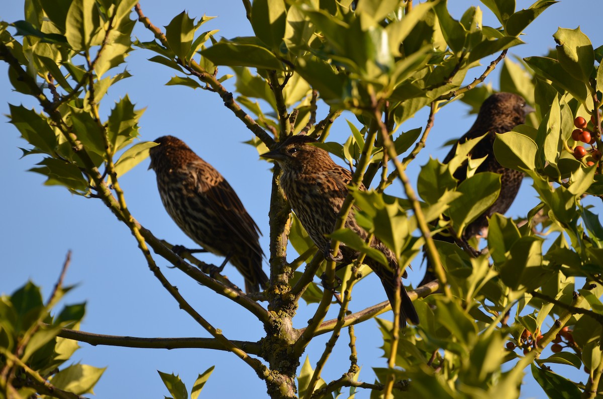 Red-winged Blackbird - Andrew Jacobs