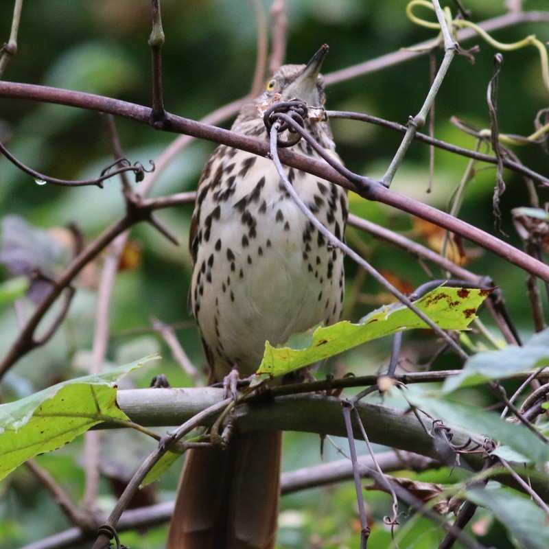 Brown Thrasher - ML271005031