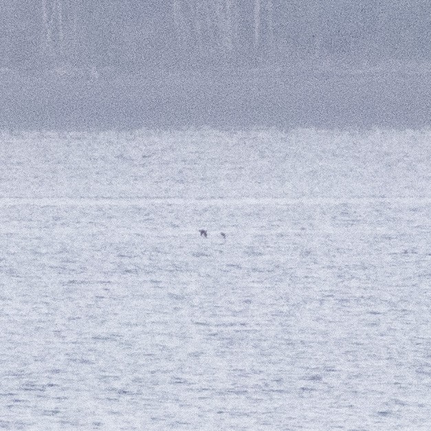 Cassin's Auklet - ML271006511