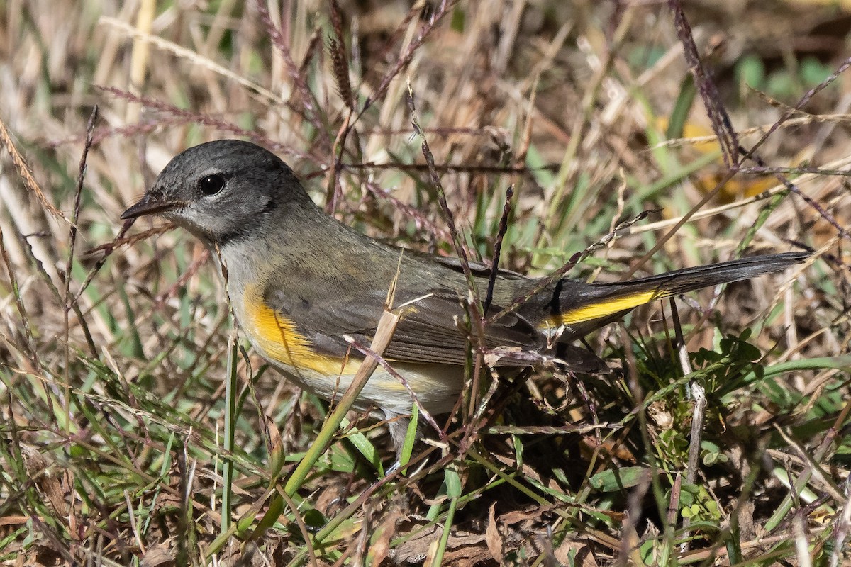 American Redstart - ML271009501