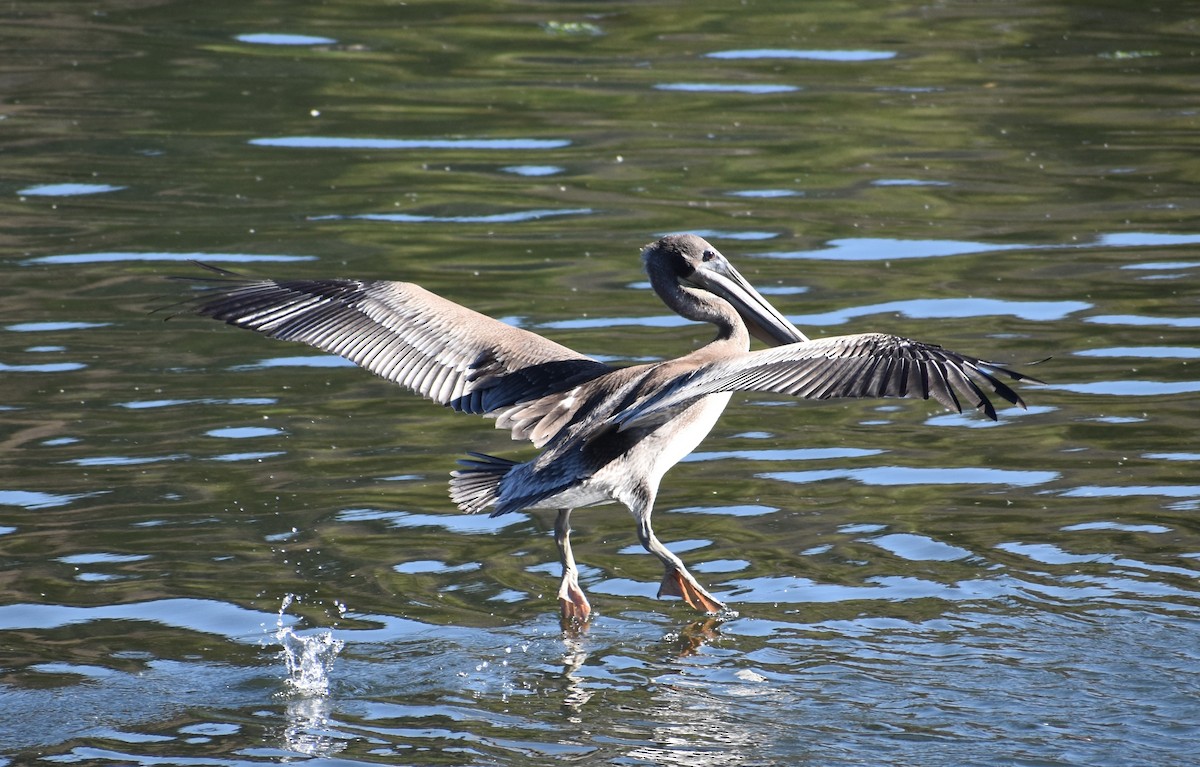 Brown Pelican - Susie Reddy