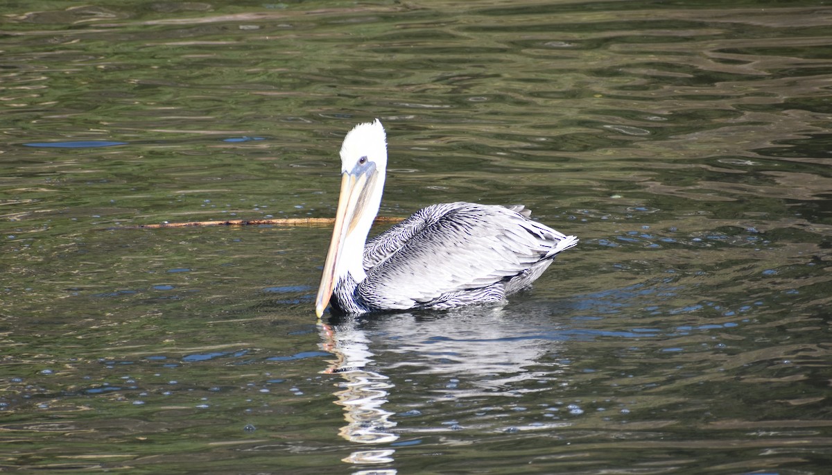 pelikán hnědý - ML271011031