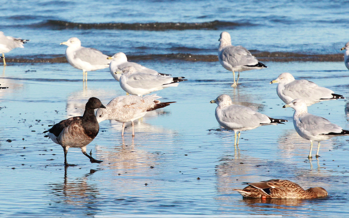 Brant - ML271014351