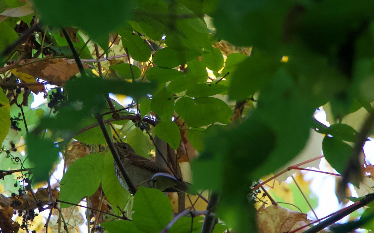 Gray-cheeked Thrush - ML271014541