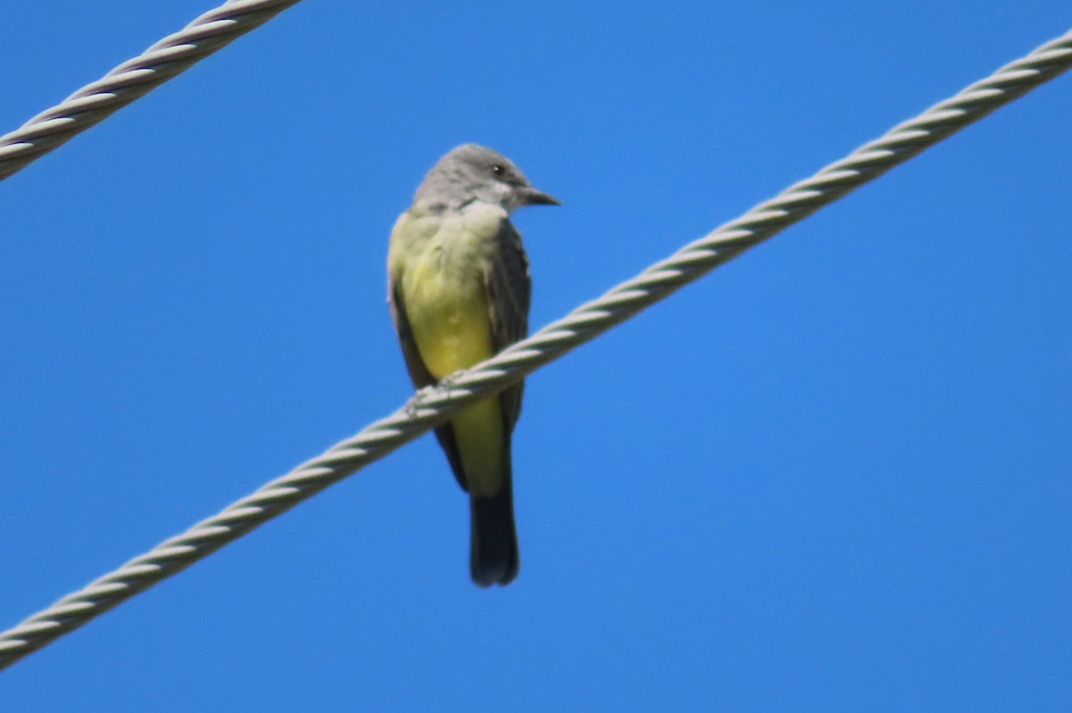 Western Kingbird - ML271019881