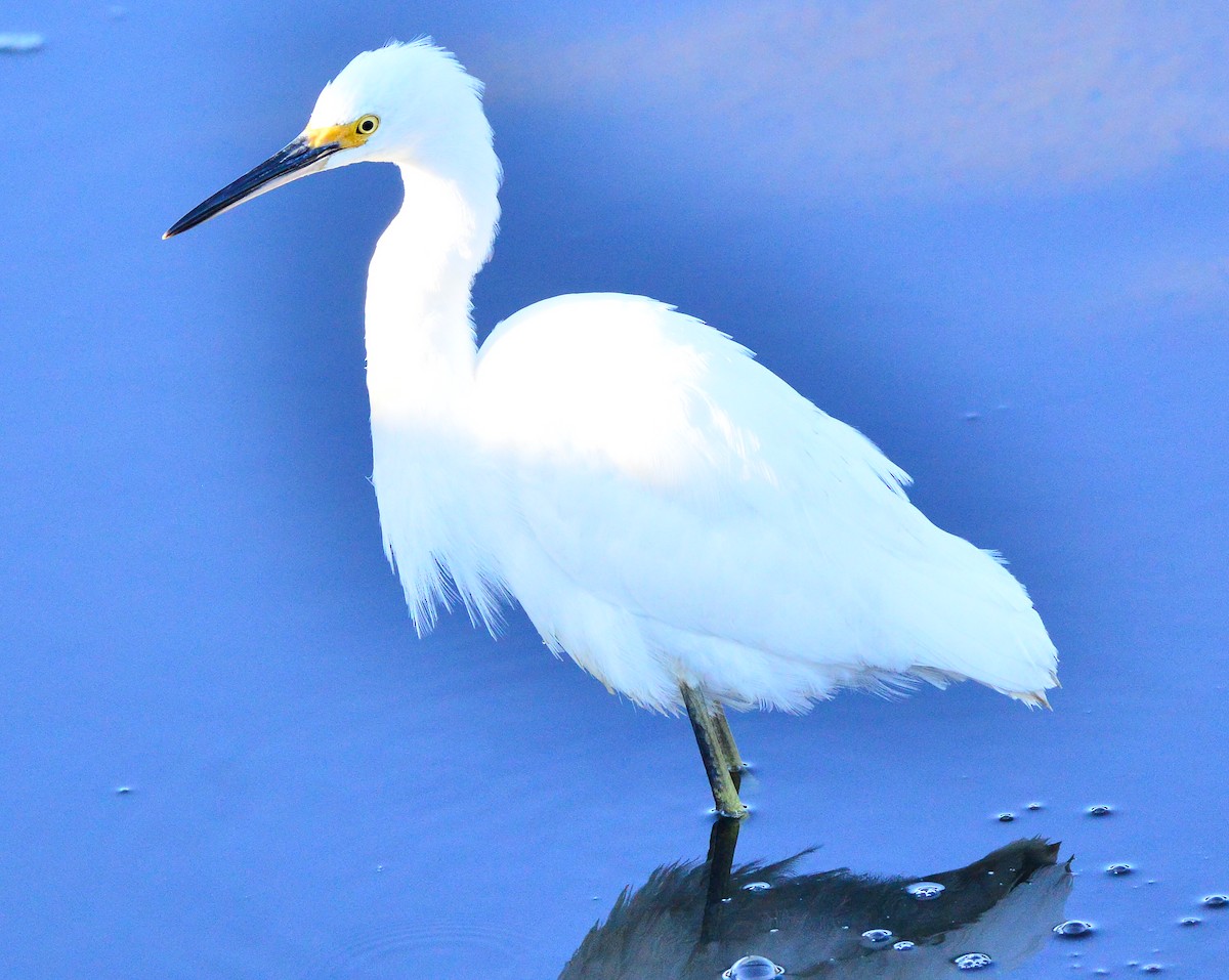 Snowy Egret - Bill Elrick