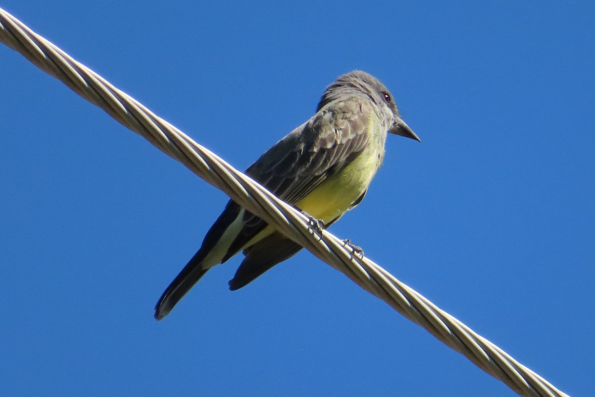 Western Kingbird - ML271020051