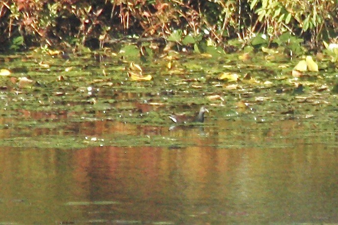 Common Gallinule - ML271021221