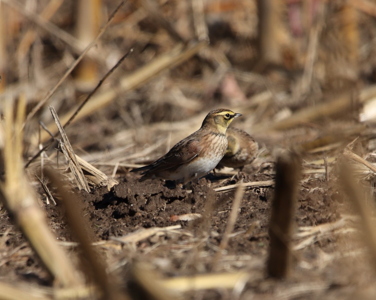 Horned Lark - ML271021961