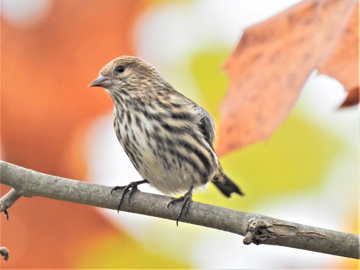 Pine Siskin - Susan Brauning