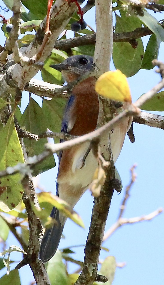 Eastern Bluebird - ML271024521