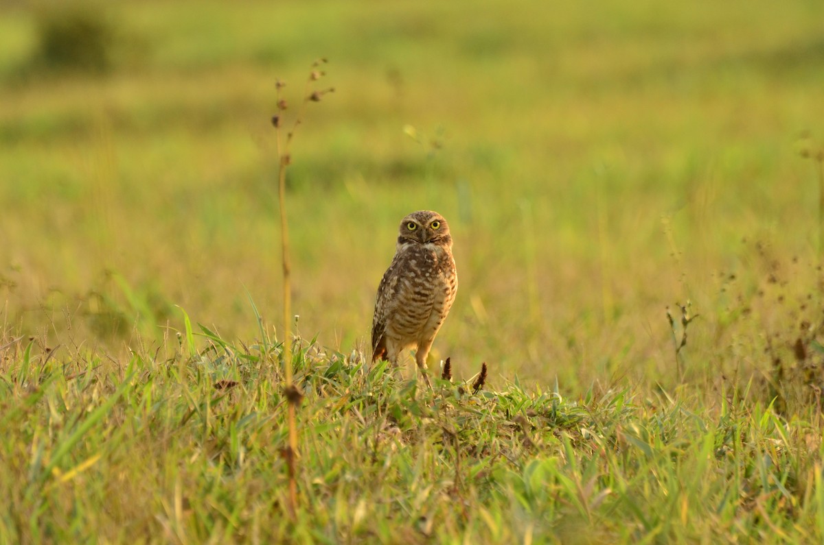 Burrowing Owl - ML27102511