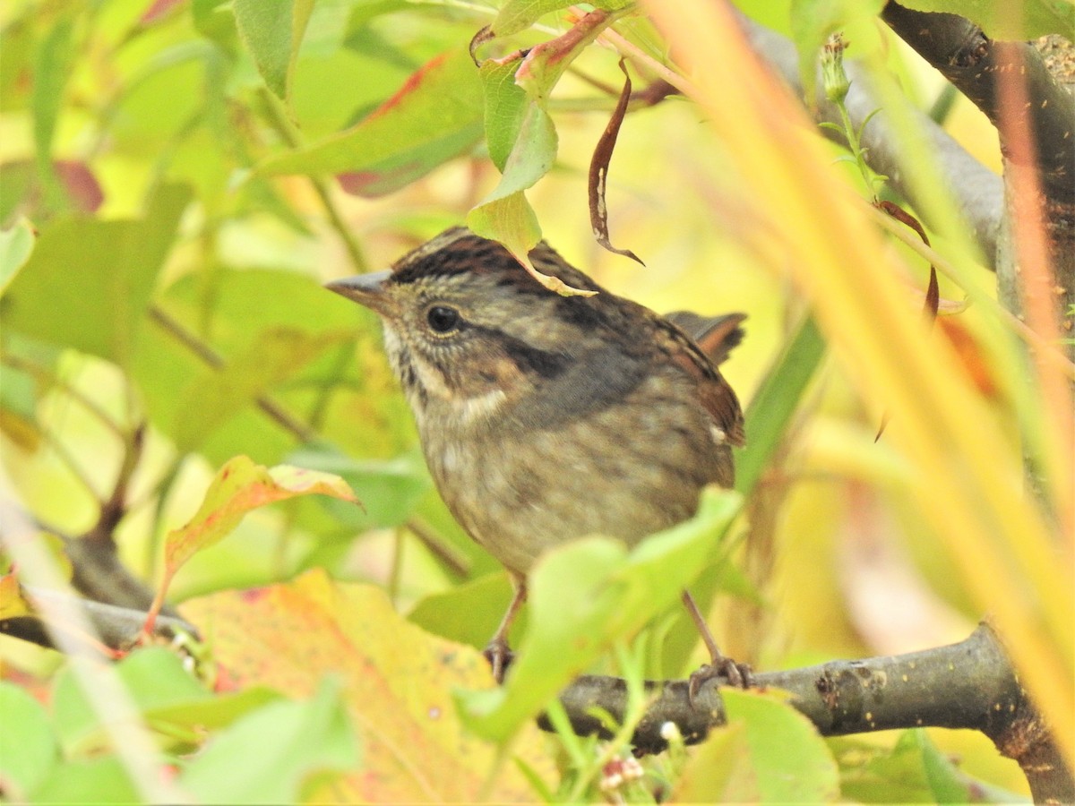 Swamp Sparrow - Susan Brauning