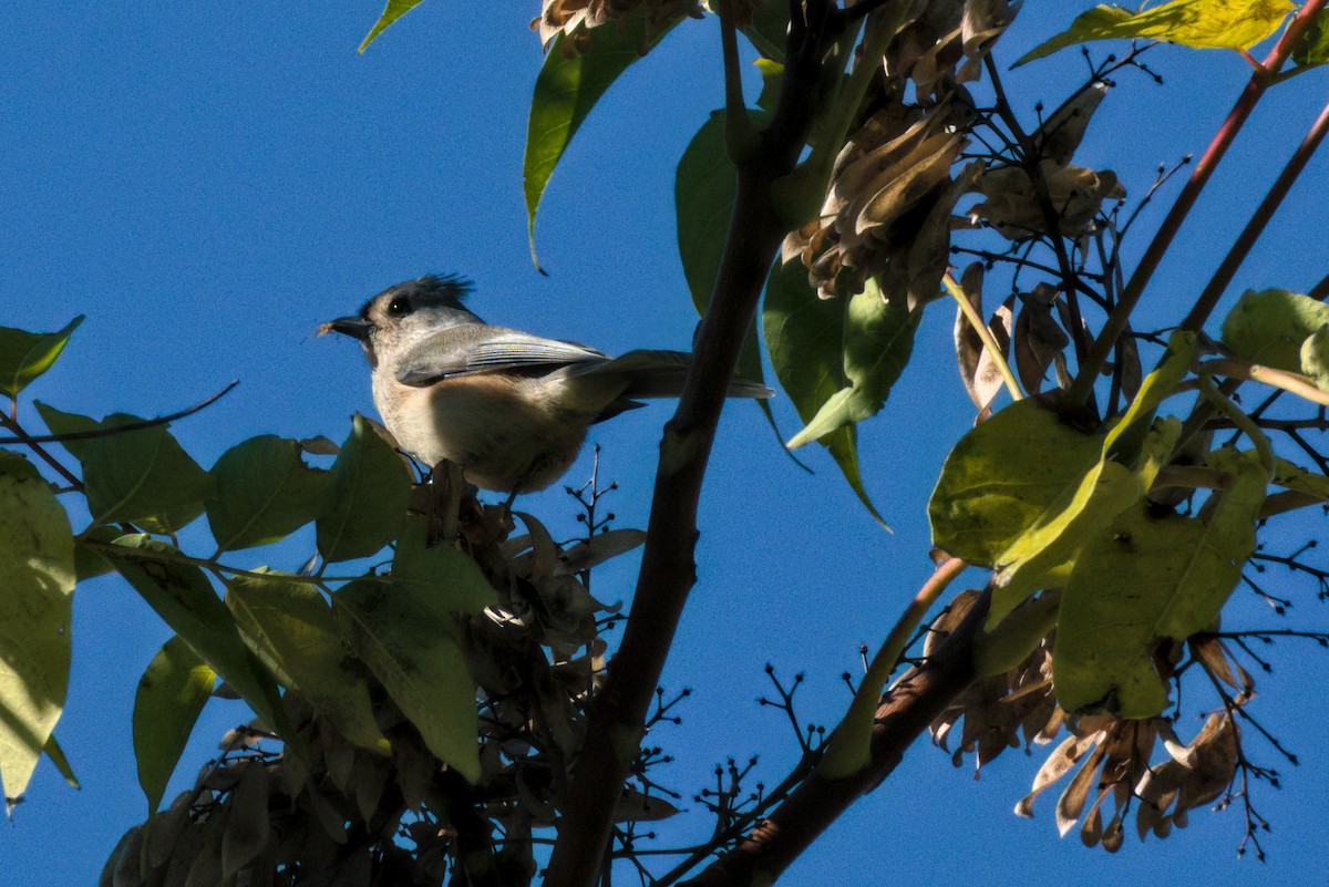 Tufted Titmouse - ML271025731