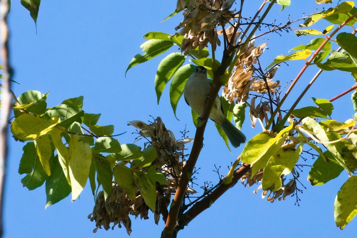 Tufted Titmouse - ML271025761