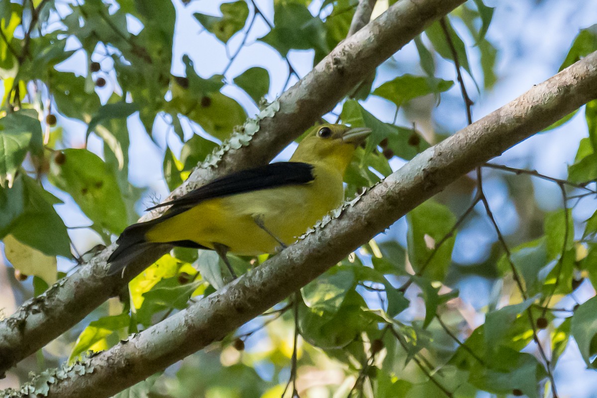 rødpiranga - ML271026731