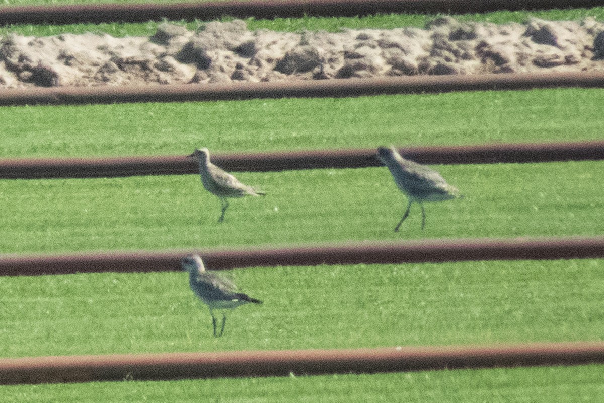 American Golden-Plover - ML271028411