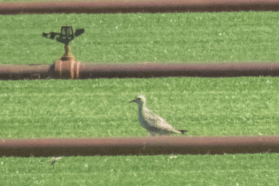 American Golden-Plover - ML271028421