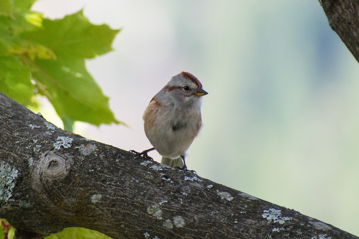 American Tree Sparrow - ML271031051