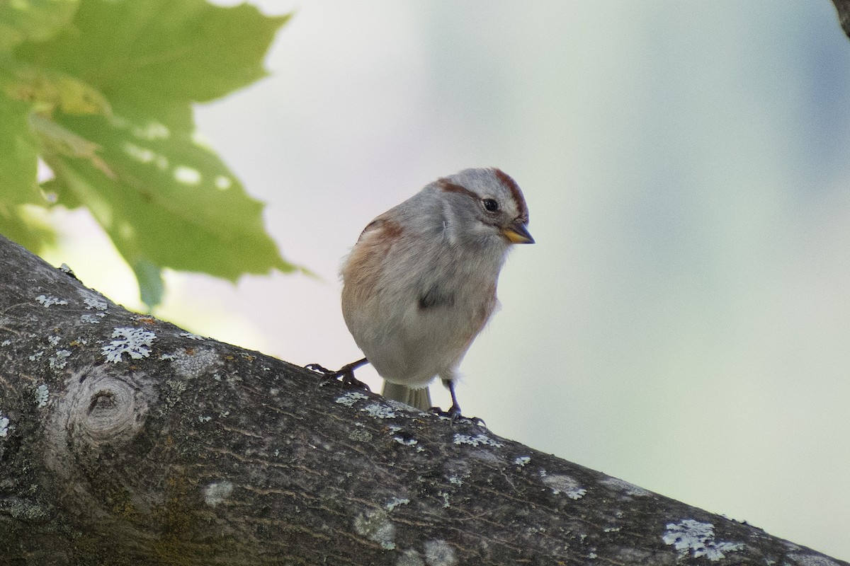 American Tree Sparrow - ML271031061