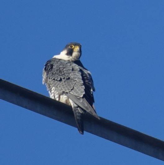 Peregrine Falcon - Peter Billingham