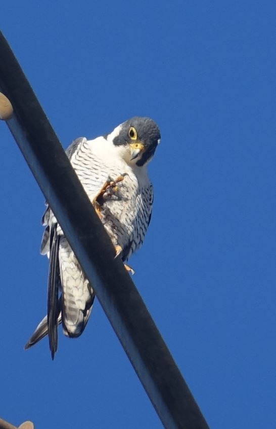 Peregrine Falcon - Peter Billingham