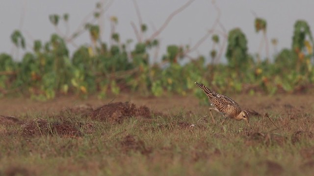 Upland Sandpiper - ML271036931