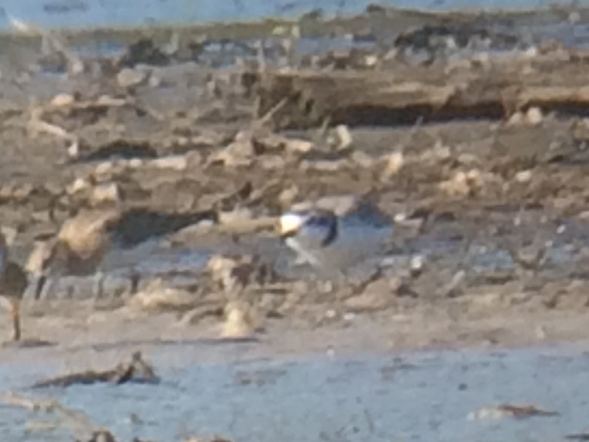 Snowy Plover - ML27103931