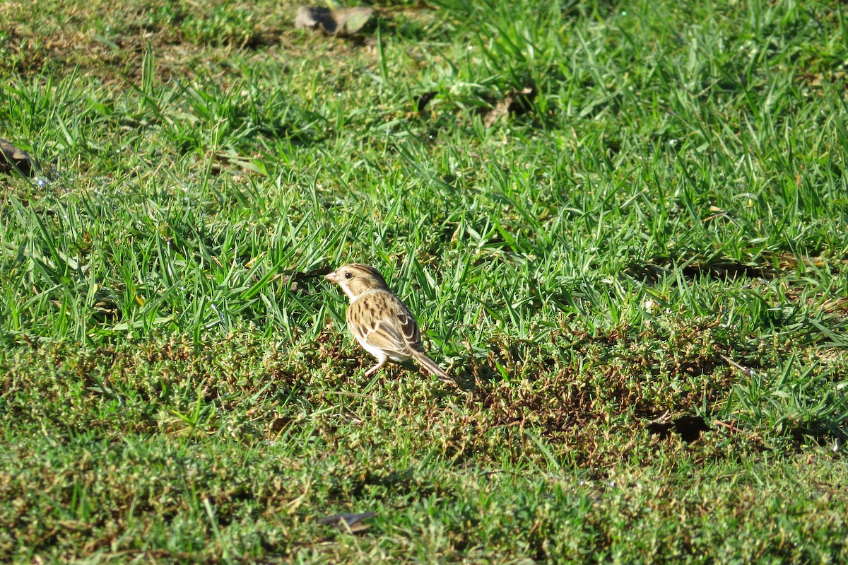 Clay-colored Sparrow - brian sandstrom