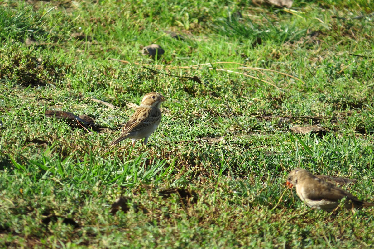 Clay-colored Sparrow - brian sandstrom