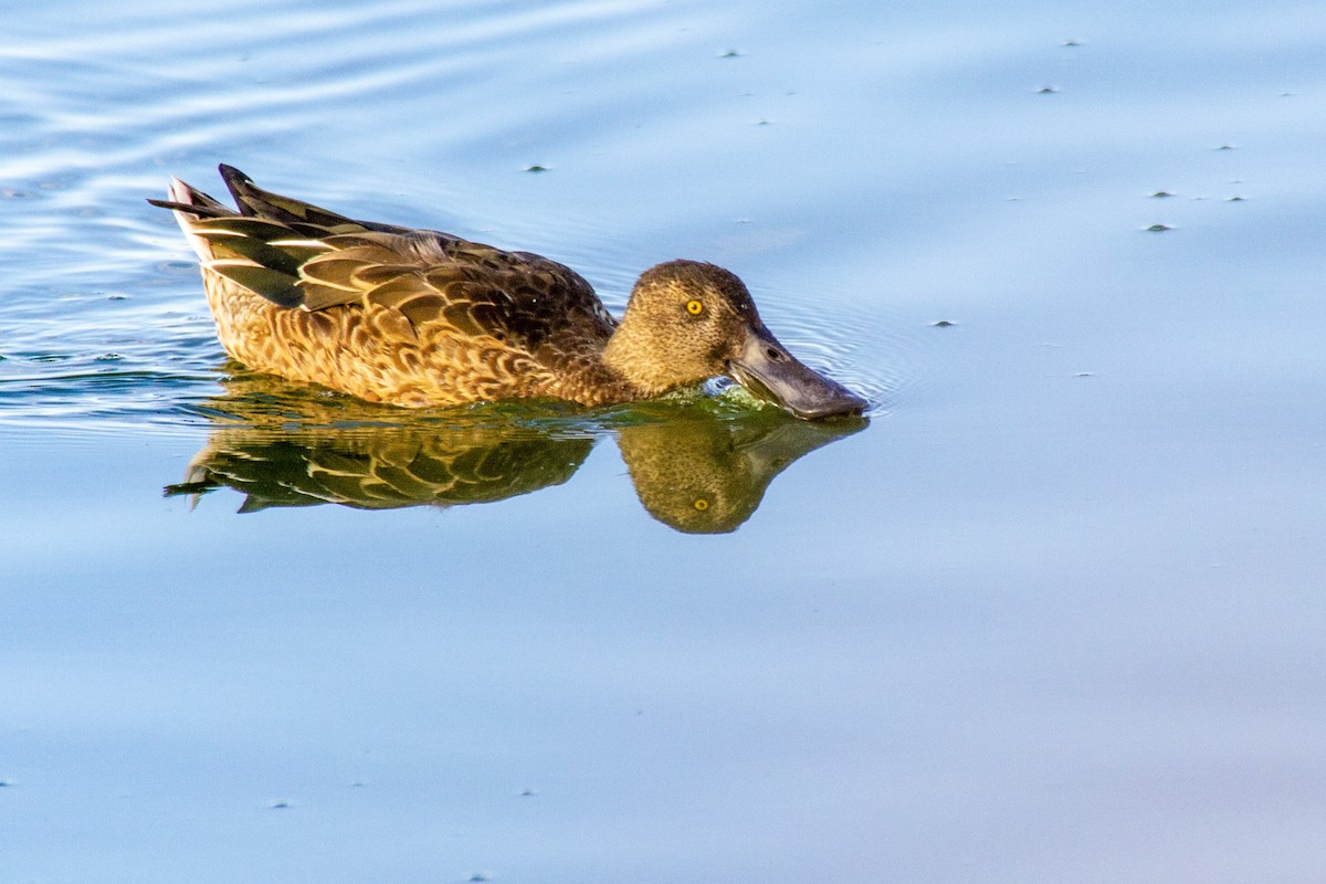 Northern Shoveler - Tim Ludwick