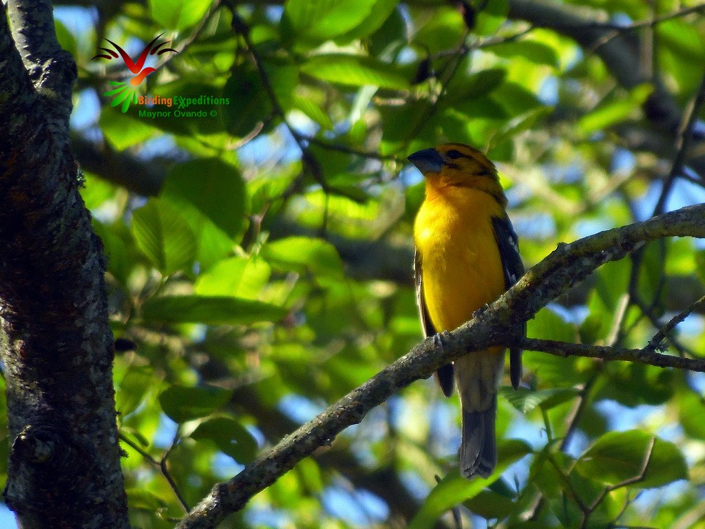 Yellow Grosbeak - Maynor Ovando